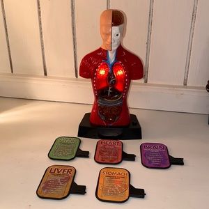 Human Anatomy Model Figure Lighted Organs Cutaway 9”